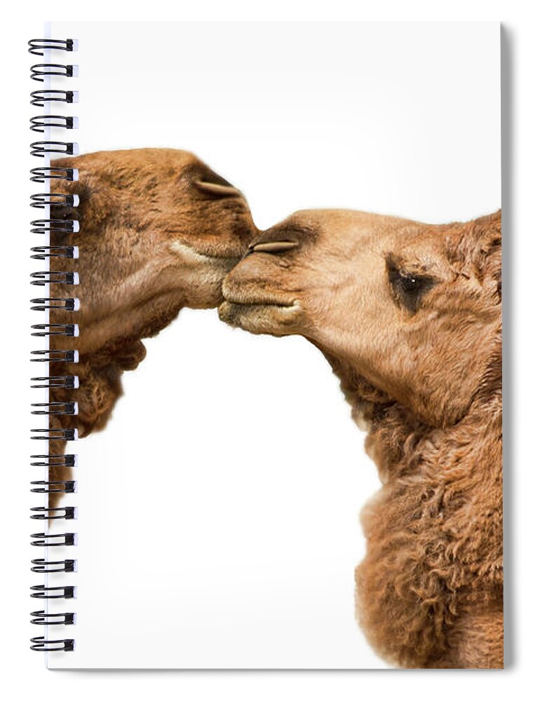 Camel Moore